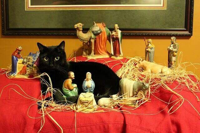 Cat in the nativity display | Christmas cats, Cats and kittens ...