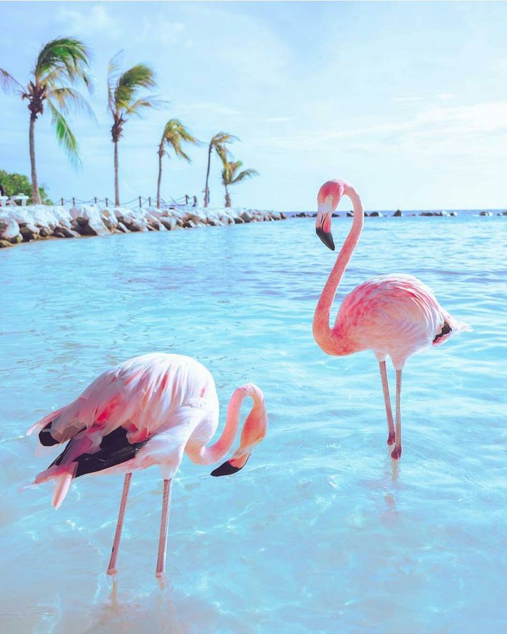 flamingo beach flamingo beach