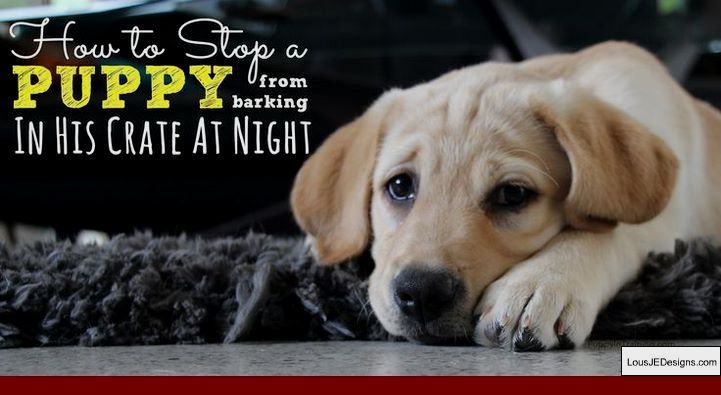 How To Train Your Dog Not To Bark At Dogs And Pics Of How To Train