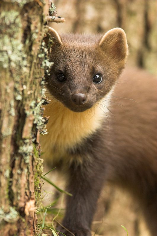 41 best pine martens images on pinterest pine marten wild animals