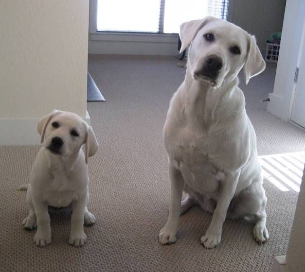 raising a lab puppy de 25 bedste id 233 er inden for white labrador p 229 labrador hvalpe raising a lab puppy de 25 bedste id 233 er inden for white labrador p 229 labrador hvalpe