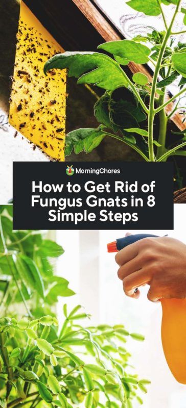 how to get rid of fungus gnats in house plants how to get rid of fungus gnats in house plants