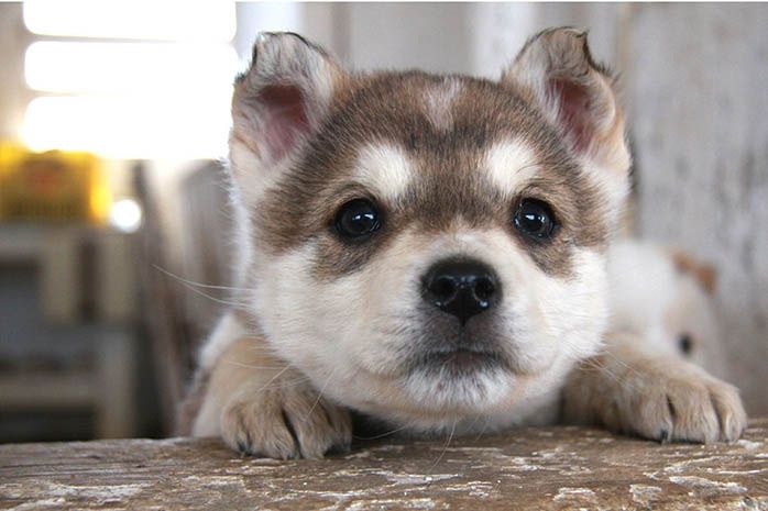 Siberian Husky Puppies For Sale Good Price In Delhi Siberian Husky
