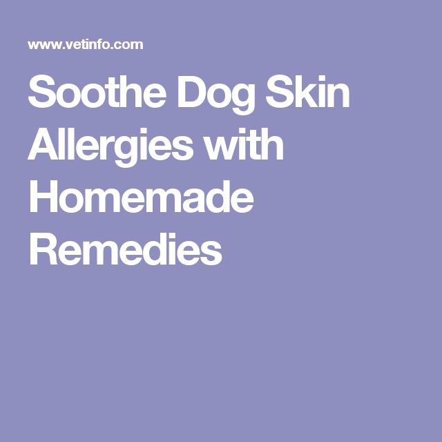 best food for yorkies with skin allergies best 25 skin allergies ideas on best food for yorkies with skin allergies best 25 skin allergies ideas on