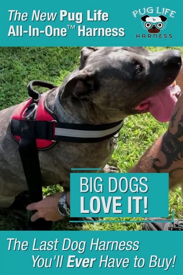 Dog Training Hacks Dog Training Revolution Zak George Dog
