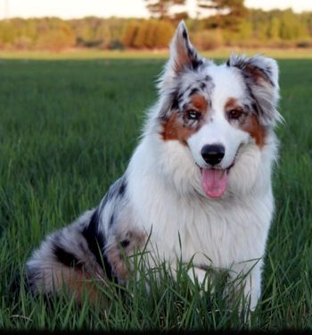 australian shepherd with german shepherd 125 best aussie love australian shepherd images on pinterest australian shepherd with german shepherd 125 best aussie love australian shepherd images on pinterest