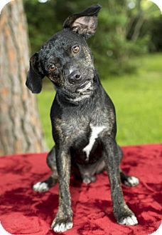 the pug house alvin tx best 25 pug beagle mix ideas on puggle puppies types of puppies and the pug house alvin tx best 25 pug beagle mix ideas on puggle puppies types of puppies and