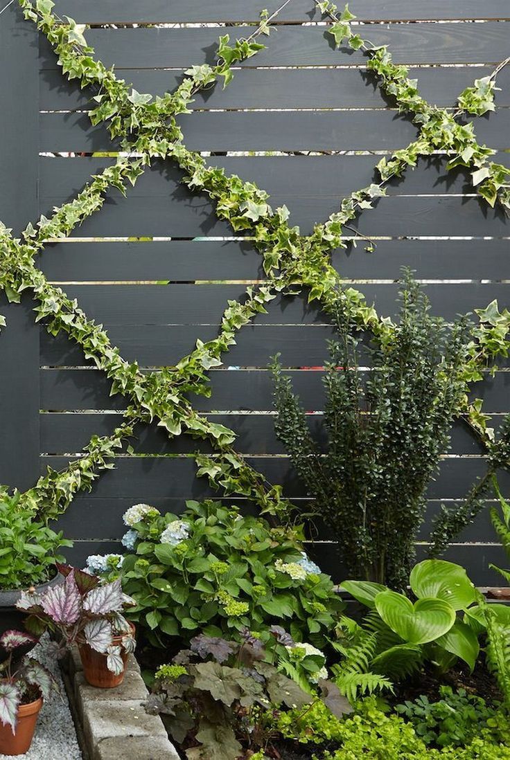 House with ivy stock photo. Image of saxony, bindweed - 27250074