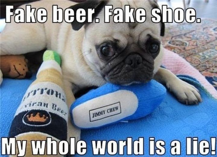101 Lovable Pug Memes That Are Too Puggin Cute Cute Pugs Funny