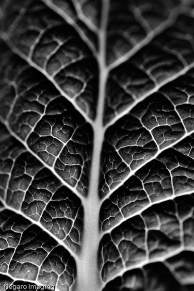 Form And Texture : The best natural forms ideas on pinterest