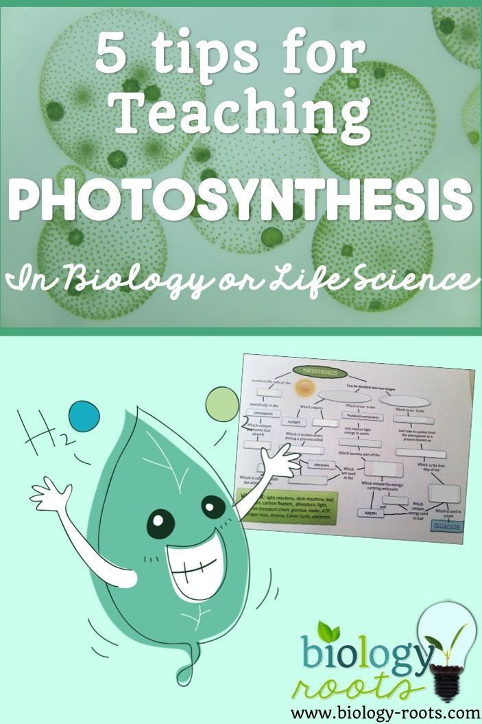 photosythesis games There are many ways to teach photosynthesis, so why not include a few of the more fun ones take a look at a few of these ideas for games and. photosythesis games There are many ways to teach photosynthesis, so why not include a few of the more fun ones take a look at a few of these ideas for games and.