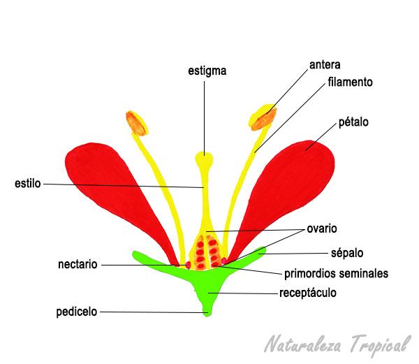 Morfología De Las Flores Componentes Florales Partes De La Flor Flores Plantas