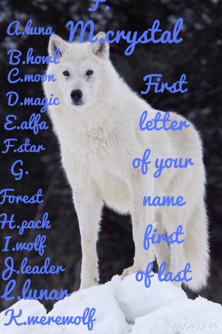 What Is Your Wolf Name what-is-your-wolf-name