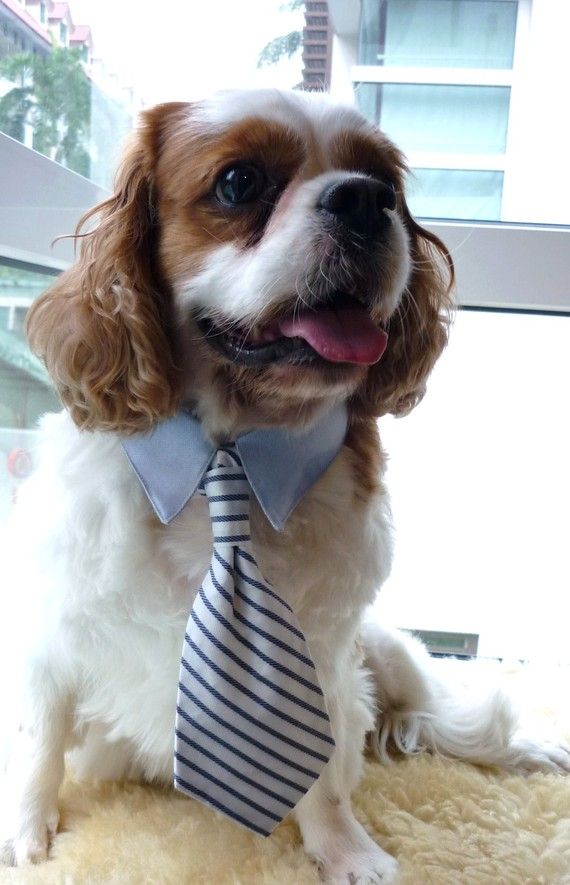 Striped Dog Collar Striped Dog Collar