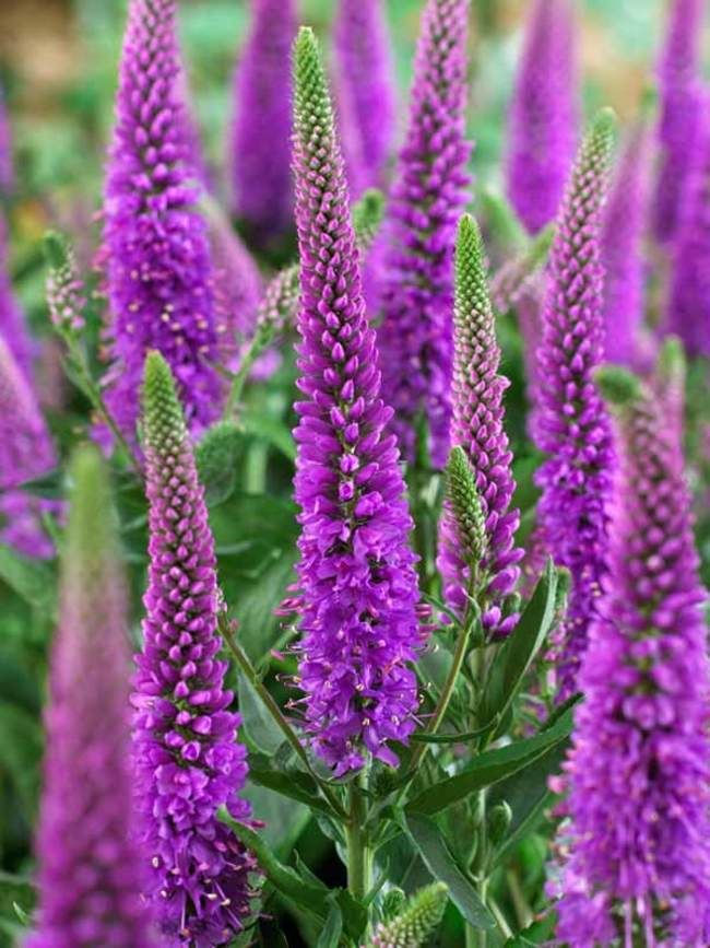 Veronica Purpleicious Bluestone Perennials Plants for