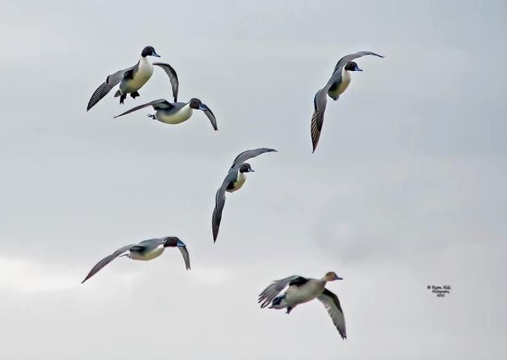 northern pintail flock duck hunting waterfowl hunting hunting