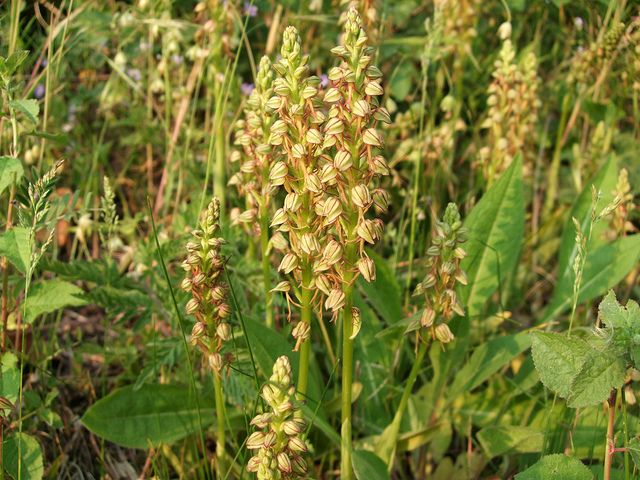 41 best Suffolk Priority Plants images on Pinterest Plants - action plan in pdf 41 best Suffolk Priority Plants images on Pinterest Plants - action plan in pdf