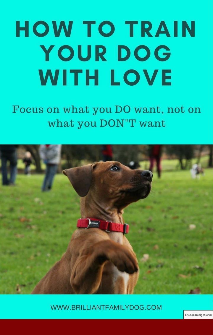 How To Train Your Dog To Go Up Steps And Pics Of How To Guard Dog