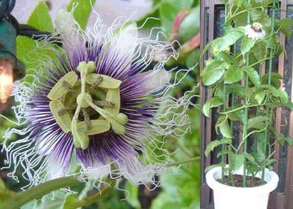 Blue Passion Flower Vine 25 Seeds Passiflora Caerulea Butterfly Heaven Showy Blooms Vigorous Vine Blue Passion Flower Flowering Vines Passion Flower