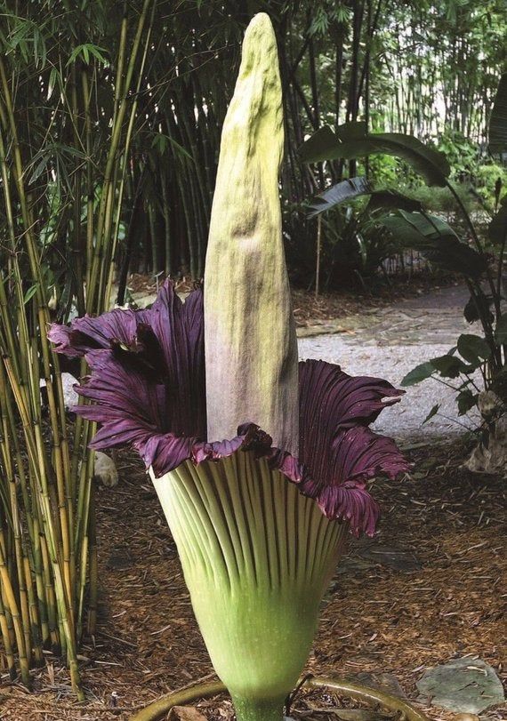 Dracunculus Vulgaris Is Known As The Dragon Arum The Black Arum The Voodoo Lily The Snake Lily The Stink Lily The B Strange Flowers Unusual Flowers Plants
