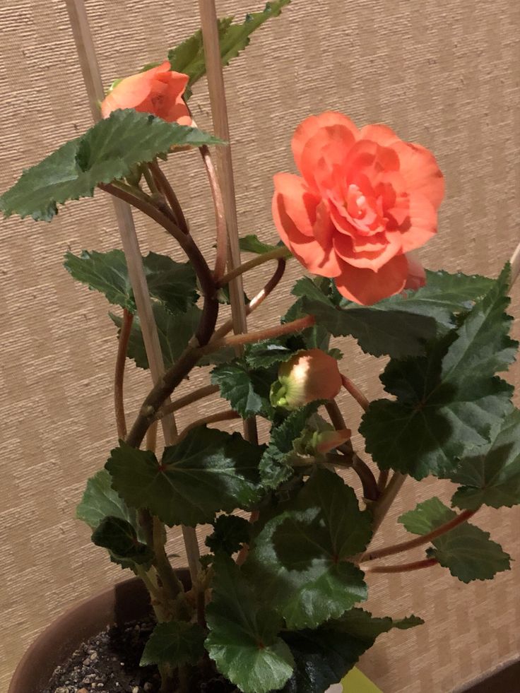 Fortune Begonia フォーチュン ベゴニア 球根ベゴニア 18 2 9 自宅 今日も変わらず窓から差し込む無表情な光を花弁に沿って塗り替えるのがorange Shade オレンジ シェード ベゴニア 球根 オレンジ Fortune Begonia フォーチュン ベゴニア 球根ベゴニア 18 2 9 自宅 今日も変わらず窓から差し込む無表情な光を花弁に沿って塗り替えるのがorange Shade オレンジ シェード ベゴニア 球根 オレンジ