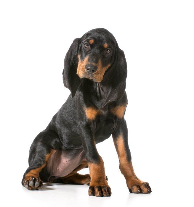 ブラック アンド タン クーンハウンドの特徴と性格 飼い方 価格相場など 犬図鑑 いぬのきもちweb Magazine 人気の犬種 犬 動物看護師 ブラック アンド タン クーンハウンドの特徴と性格 飼い方 価格相場など 犬図鑑 いぬのきもちweb Magazine 人気の犬種 犬 動物看護師