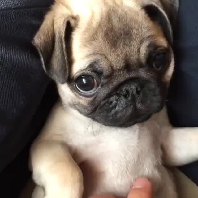 Cachorrinho Filhote Pug Baby Pugs Cute Baby Pugs Pug Puppies