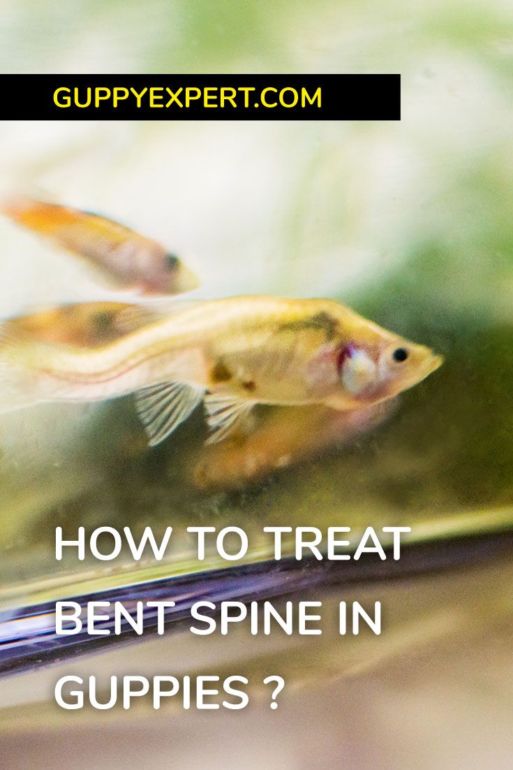 How to treat bent spine in guppies? Guppy, Guppy fish, Fish tank