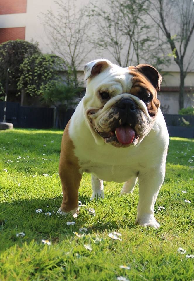 English Bulldog 67 Bulldog Puppies Funny