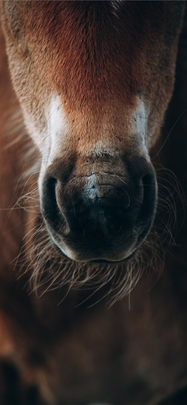 Beautiful Horse Iphone Wallpaper Beautiful Horses Equines Horses