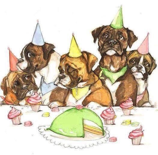 Birthday Cake Boxers Birthday Cake Boxers