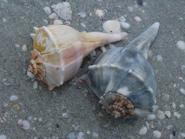 sea shell collecting