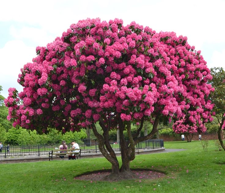 rododendron rhododendron tree flower treetree gardenbush gardengarden ideasflowering - Flower Garden Ideas For Under A Tree rododendron rhododendron tree flower treetree gardenbush gardengarden ideasflowering - Flower Garden Ideas For Under A Tree