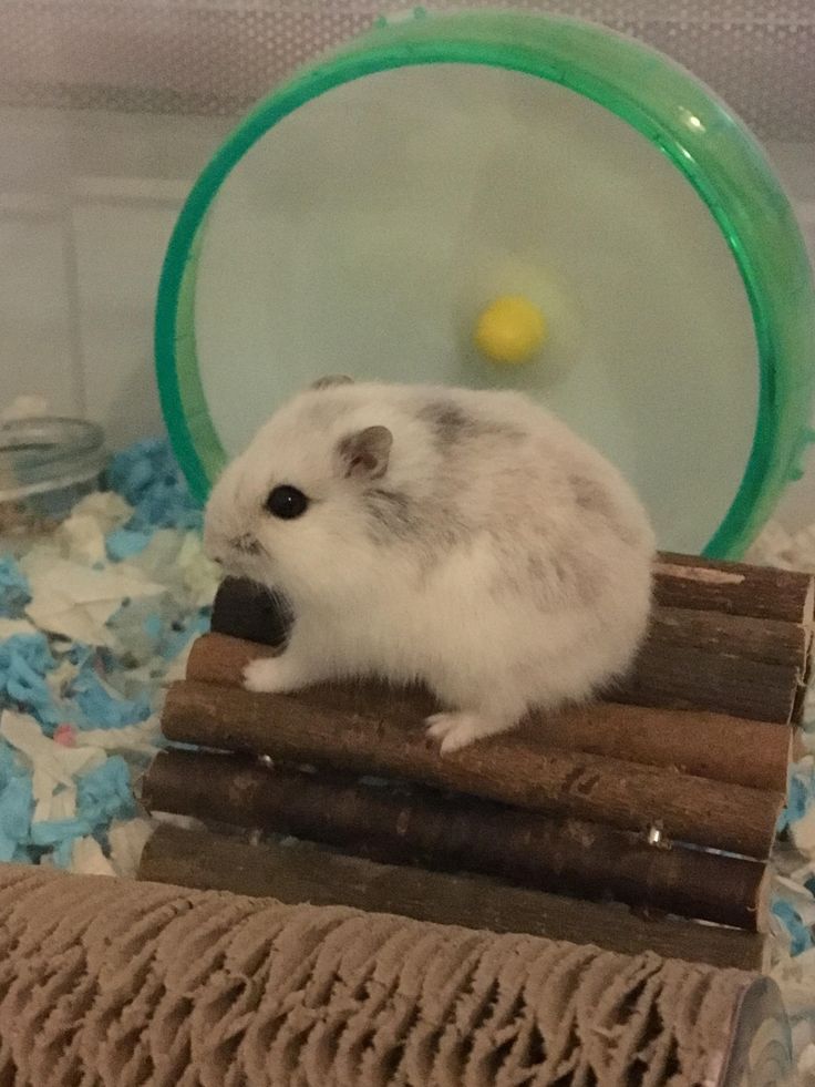 Girl mobile hamster.com hat gebeten