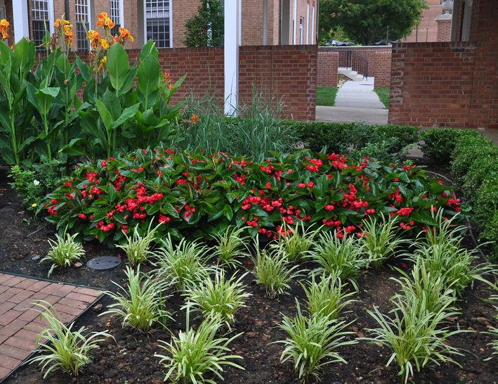 31 best Liriope images on Pinterest | Diy landscaping ideas ... 31 best Liriope images on Pinterest | Diy landscaping ideas ...
