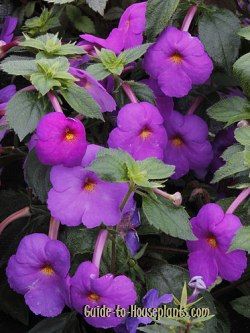 Flowering House Plants Purple 123 best house plants images on pinterest | flowers, house plants Flowering House Plants Purple 123 best house plants images on pinterest | flowers, house plants