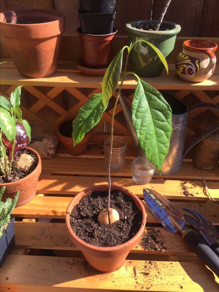 When to transplant avocado seed