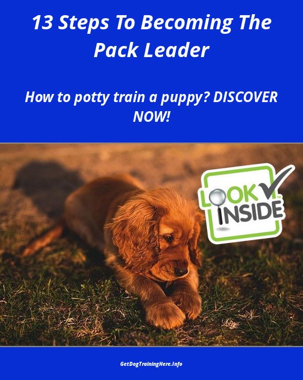 Train A Dog Not To Bark Dogtrainingtips Dogs Dog Training