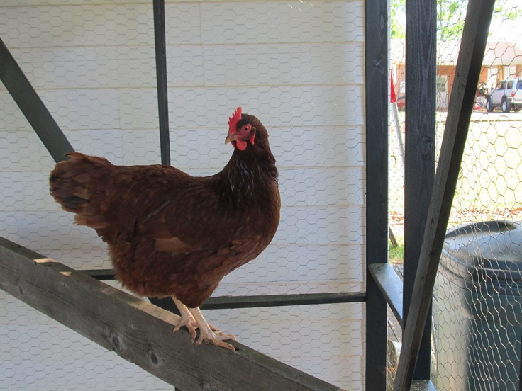 Rhode Island Red Pictures Rhode Island Red Pictures