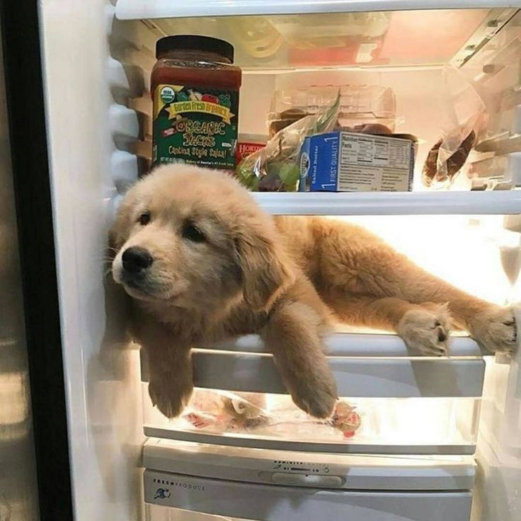 19 Animals Who Look Like They Had A Rough Night Animales