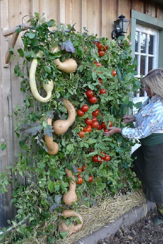 11 best Garden Ideas images on Pinterest How To Start A Vertical Garden Book Free Amazon