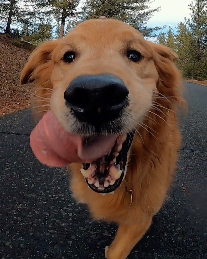 Watson Kikoはinstagramを利用しています Just A Super Happy Good Boy Running Towards You To Give Some Licks