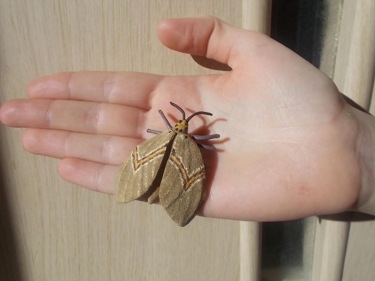 Best 25 Brown Moth Ideas On Pinterest Butterfly Wings Huge Cool Small Moths In Bathroom Design Decoration Best 25 Brown Moth Ideas On Pinterest Butterfly Wings Huge Stunning Small Moths In Bathroom Decorating Inspiration