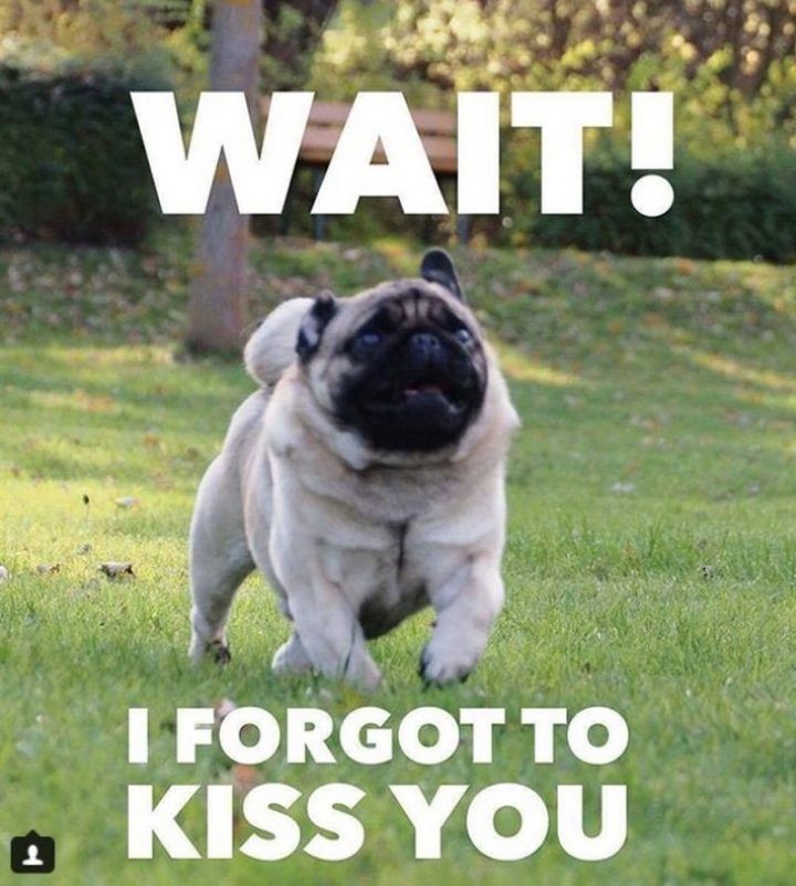 101 Lovable Pug Memes That Are Too Puggin Cute Dog Memes Funny