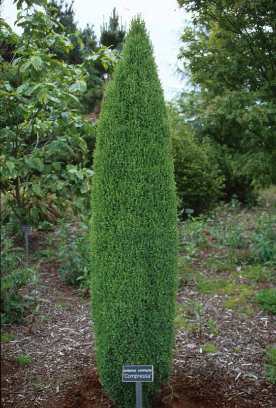 Pencil Point Juniper