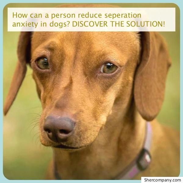 Help And Techniques For Dog Training For Obedience Be Sure You