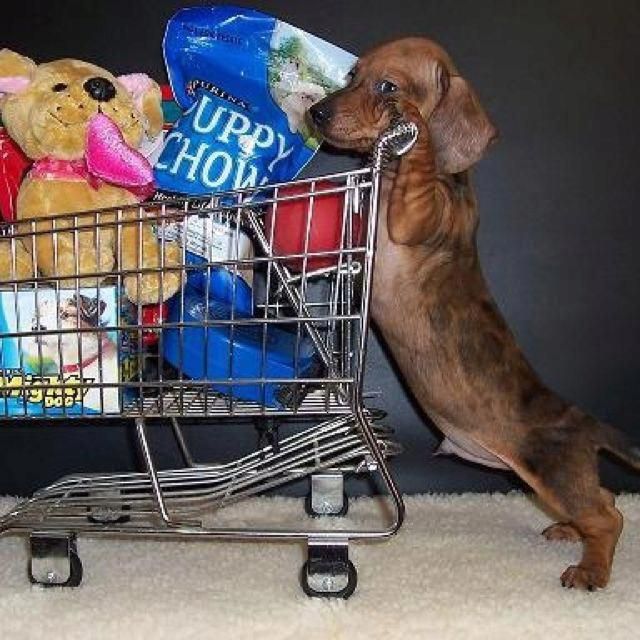 Pin By Deborah Williams On Awww Doxies In 2020 Dapple Dachshund