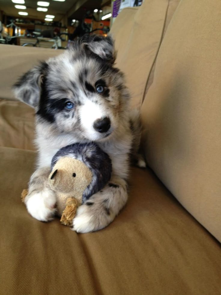 what does a australian shepherd look like the 25 best border collie blue merle ideas on pinterest border what does a australian shepherd look like the 25 best border collie blue merle ideas on pinterest border