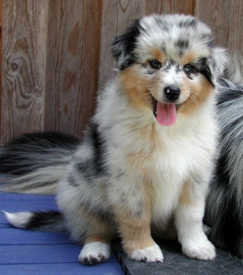 Age Male Dog Can Breed Australian Shepherds Age Male Dog Can Breed Australian Shepherds