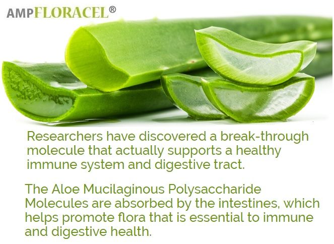 Amp floracel coupons